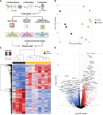 Modulation of Host Immune Response during Leishmania infantum Natural Infection: A Whole-Transcriptome Analysis of the Popliteal Lymph Nodes in Dogs